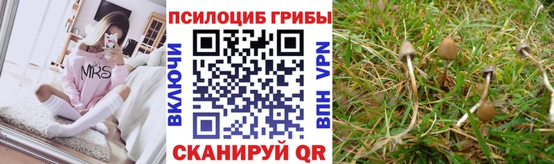Псилоцибиновые грибы Cubensis  Яранск 